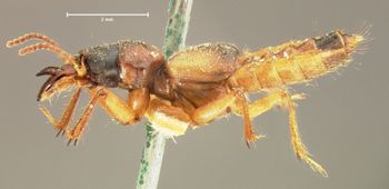 Media type: image;   Entomology 6521 Aspect: habitus lateral view